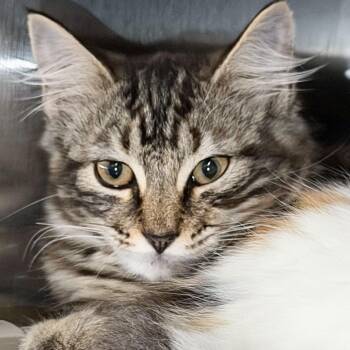 Jupiter * Available at the Biddeford PetSmart* -  Domestic Short Hair Cat for Adoption in Kennebunk, Maine - Jupiter * Available At The Biddeford PetSmart* | PetCurious