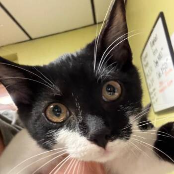 bondclat -  Domestic Short Hair Cat for Adoption in Corbin, Kentucky - Bondclat | PetCurious