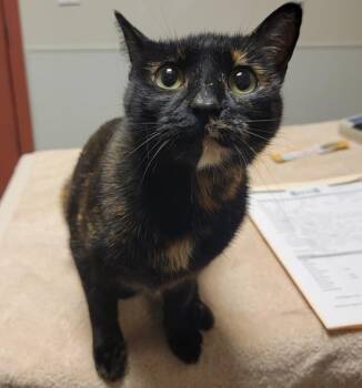 Domestic Short Hair Cats Available for Adoption - Espurr | PetCurious