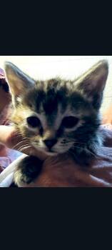 Domestic Short Hair Cats Available for Adoption in Lewis Center, Ohio - MoMo (5 Galloway Survivors 5) | PetCurious