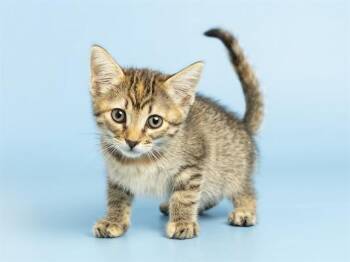 SOL -  Domestic Short Hair Cat for Adoption in Phoenix, Arizona - SOL | PetCurious