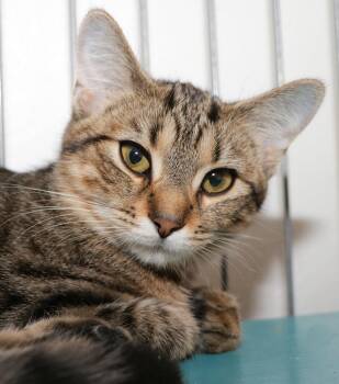Sorbet -  Domestic Short Hair Cat for Adoption in Cincinnati, Ohio - Sorbet | PetCurious