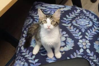Rescue Domestic Short Hair Cats for Adoption in Fountain Hills, Arizona - Dopey Jr. | PetCurious