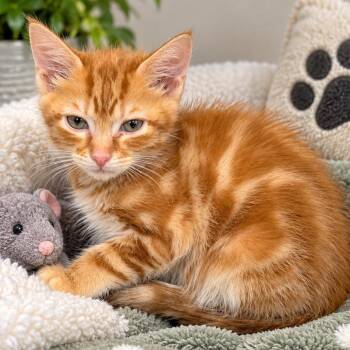 Wallaby -  Domestic Medium Hair Cat for Adoption in La Grange, Kentucky - Wallaby | PetCurious