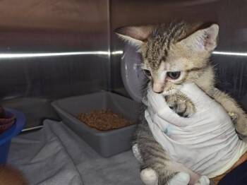 A389295 -  Domestic Short Hair Cat for Adoption in Ocala, Florida - A389295 | PetCurious