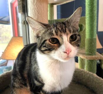 Frannie -  Domestic Short Hair Cat Available for Adoption in Pompano Beach, Florida - Frannie | PetCurious