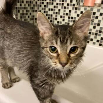 Dolly -  Domestic Medium Hair Cat for Adoption in Martinsville, Indiana - Dolly | PetCurious