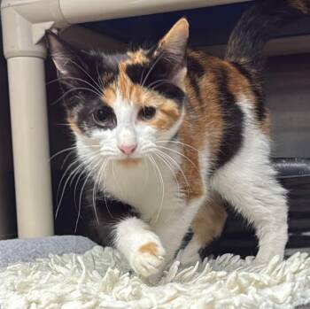 LULU -  Calico Cat for Adoption in Wyandotte, Michigan - LULU | PetCurious