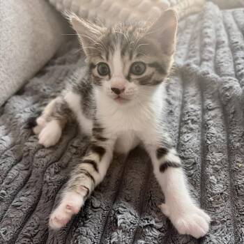 Phineas -  Domestic Short Hair Cat for Adoption - Phineas | PetCurious