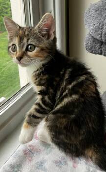 Domestic Short Hair Cats Available for Adoption in Pasco, Washington - Beatrice | PetCurious