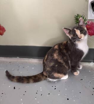 Dina -  Domestic Short Hair Cat for Adoption in New Baltimore, Michigan - Dina | PetCurious