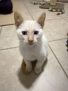 Angus -  Domestic Short Hair Cat for Adoption in Omaha, Nebraska - Angus | PetCurious