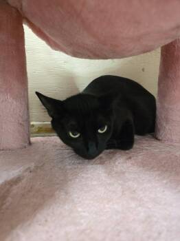 Wednesday -  Domestic Short Hair Cat for Adoption in Prineville, Oregon - Wednesday | PetCurious