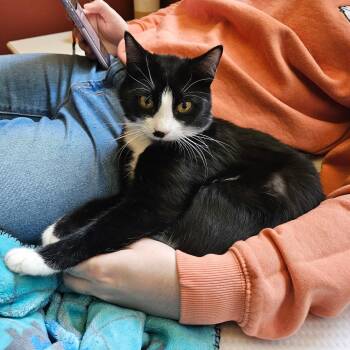 Domestic Short Hair Cats Available for Adoption in Renton, Washington - Bootsie | PetCurious