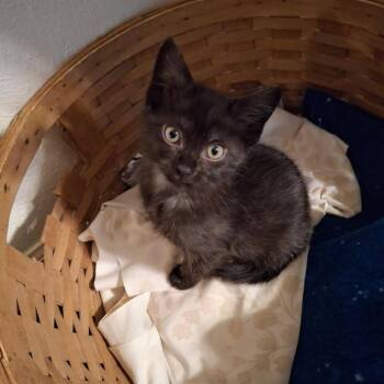 Calypso -  Domestic Short Hair Cat for Adoption in Rocky Mount, Virginia - Calypso | PetCurious