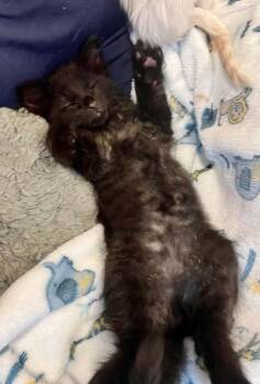 Rye -  Domestic Short Hair Cat for Adoption in Saint Charles, Missouri - Rye | PetCurious