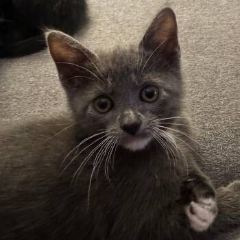 Domestic Short Hair Cats Available for Adoption in Los Angeles, California - Gobi | PetCurious