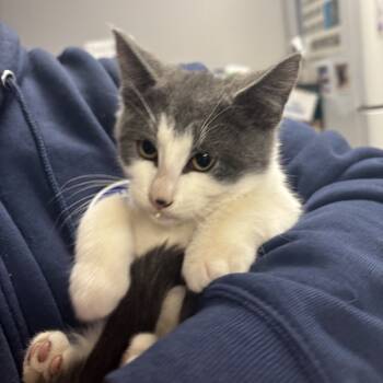 Rescue Domestic Short Hair Cats for Adoption in Vineland, New Jersey - T-Bone | PetCurious