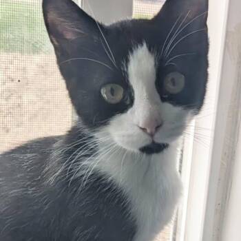 James Lafeen -  Domestic Short Hair Cat for Adoption in Eagle Mountain, Utah - James Lafeen | PetCurious