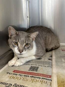 Domestic Short Hair Cats Available for Adoption in Westminster, Maryland - TOFU | PetCurious