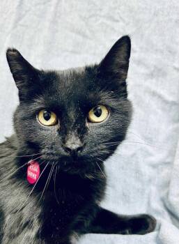 Domestic Short Hair Cats Available for Adoption - Nymera  | PetCurious