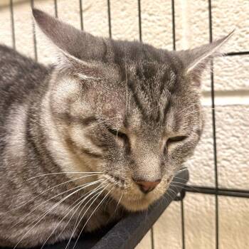 Artemis -  Domestic Short Hair Cat for Adoption in Harrisonburg, Virginia - Artemis | PetCurious