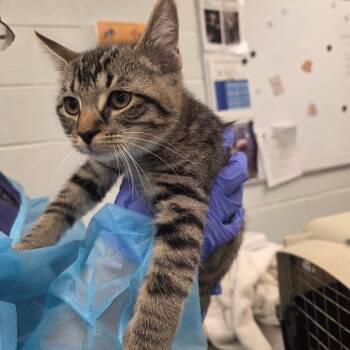 Dakota -  Domestic Short Hair Cat for Adoption in Chattanooga, Tennessee - Dakota | PetCurious