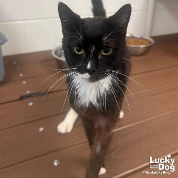Domestic Short Hair Cats Available for Adoption in Washington, District Of Columbia - Pippin | PetCurious
