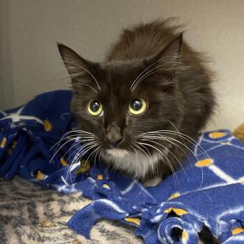 Dracarus -  Domestic Medium Hair Cat for Adoption in Lakewood, California - Dracarus | PetCurious
