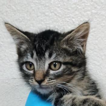 Pandy Paws -  Domestic Medium Hair Cat for Adoption in Palestine, Texas - Pandy Paws | PetCurious