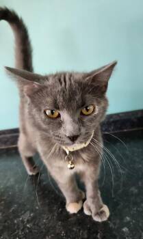 Domestic Short Hair and Extra Toes Cat Hemingway Polydactyl Cats Available for Adoption - Hazel | PetCurious