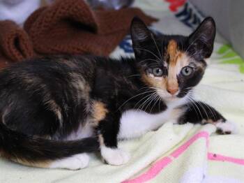 FAJITA -  Domestic Short Hair Cat for Adoption in Tallahassee, Florida - FAJITA | PetCurious