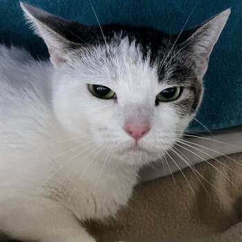 TOASTED MARSHMALLOW -  Domestic Short Hair Cat for Adoption in Alameda, California - TOASTED MARSHMALLOW | PetCurious