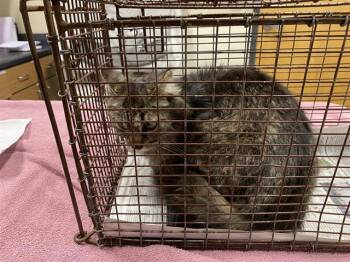 Domestic Medium Hair Cats Available for Adoption in Modesto, California - A610054 | PetCurious