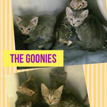 Stef -  Domestic Short Hair Cat for Adoption in Wheeling, Illinois - Stef | PetCurious