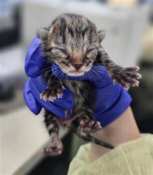 Domestic Short Hair Cats Available for Adoption in Dallas, Texas - ARIEL | PetCurious