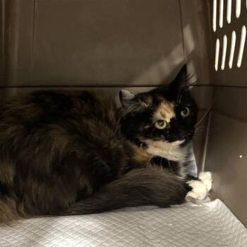 Merrell -  Domestic Short Hair Cat for Adoption in Salt Lake City, Utah - Merrell | PetCurious