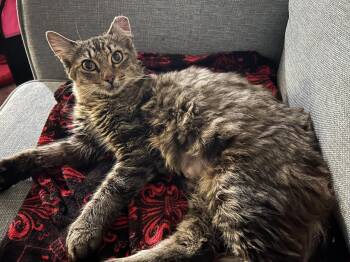 Karen -  Domestic Short Hair Cat for Adoption in Richmond, Virginia - Karen | PetCurious