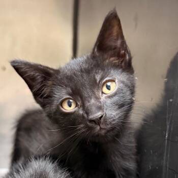 Chandler -  American Shorthair Cat for Adoption in Jacksonville, Arkansas - Chandler | PetCurious
