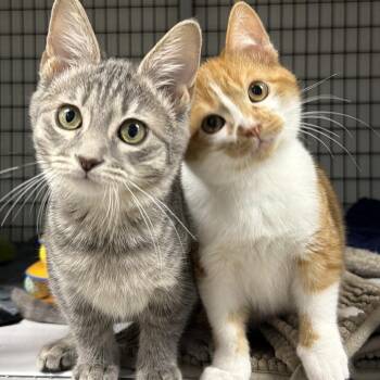 Manny (bonded to Winston) -  Domestic Medium Hair Cat for Adoption in Waynesville, North Carolina - Manny (bonded To Winston) | PetCurious