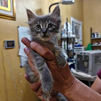 Dandelion -  Domestic Short Hair Cat for Adoption in New Orleans, Louisiana - Dandelion | PetCurious