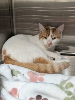 Baxter -  Domestic Short Hair Cat for Adoption in Springfield, Tennessee - Baxter | PetCurious