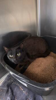 Spinner -  Domestic Short Hair Cat for Adoption in Athens, Tennessee - Spinner | PetCurious