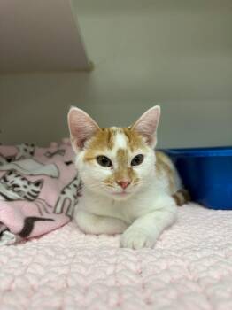 Geoffrey (Little Germany) -  Domestic Short Hair Cat for Adoption in Johnson City, Tennessee - Geoffrey (Little Germany) | PetCurious