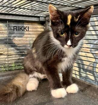 Rikki MH kitten calico -  Domestic Medium Hair and Calico Cat for Adoption in Jackson, Georgia - Rikki MH Kitten Calico | PetCurious