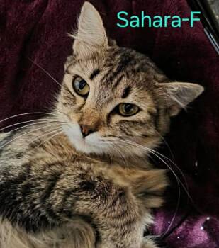 Domestic Short Hair Cats Available for Adoption in Cloquet, Minnesota - Sahara | PetCurious