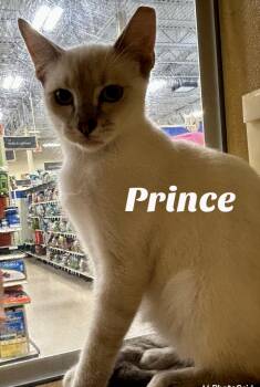 Rescue Siamese Cats for Adoption in Owasso, Oklahoma - Prince | PetCurious
