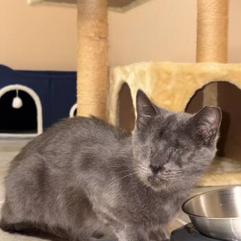 Mama -  Domestic Short Hair Cat for Adoption - Mama | PetCurious