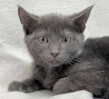 Domestic Short Hair Cats Available for Adoption in Minneapolis, Minnesota - Arlo | PetCurious