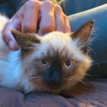 Siamese Cats Available for Adoption in Long Beach, California - Churro | PetCurious